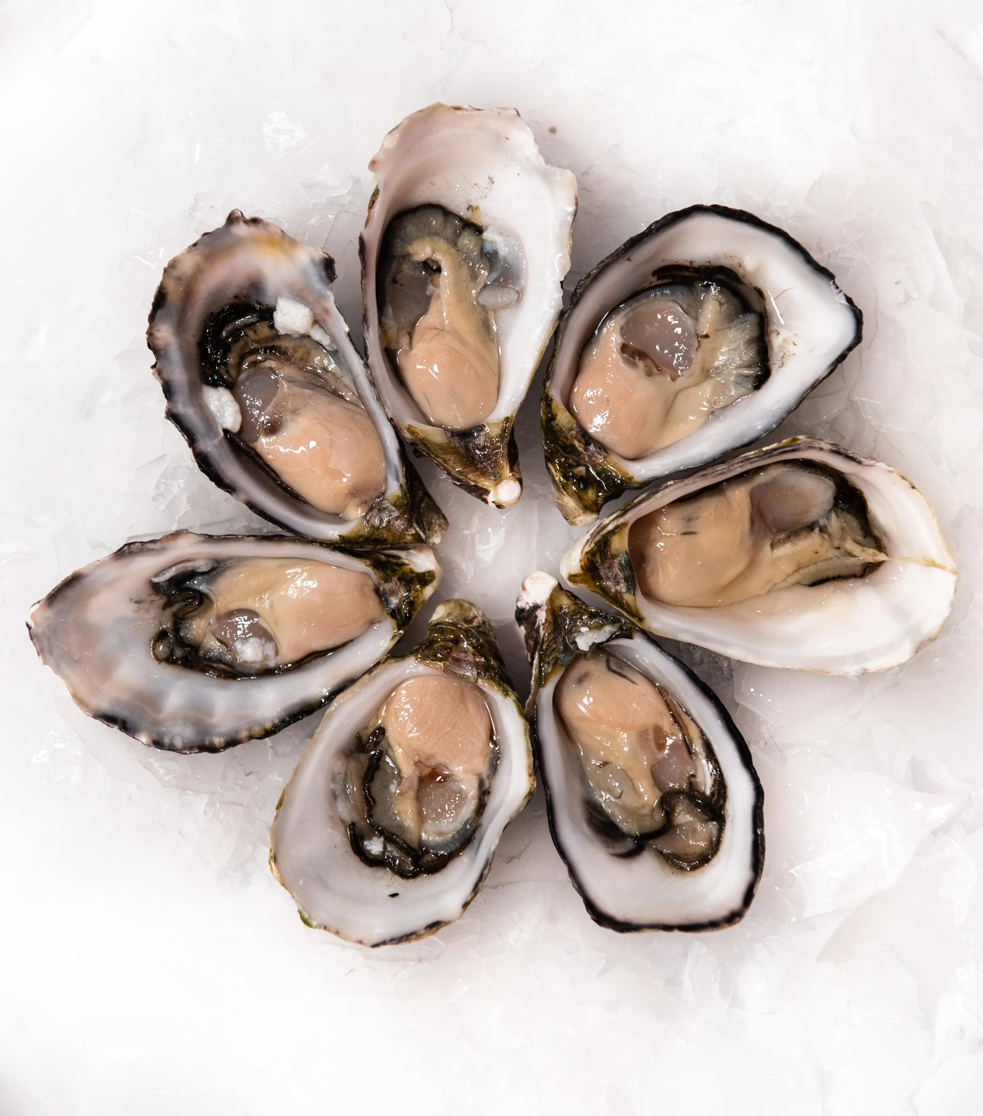 Australian Pacific Oysters