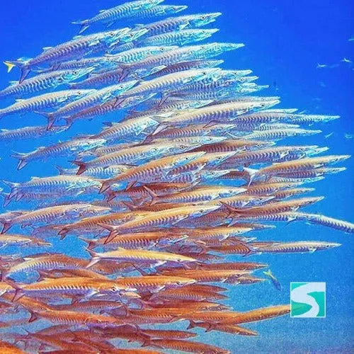 Diving Koh Samui - At beach for beginners