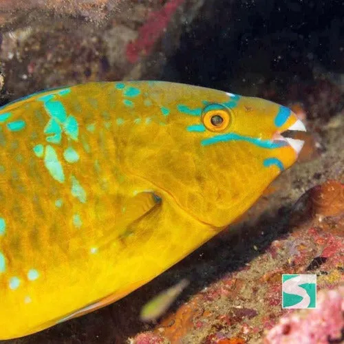 Diving Koh Samui - At beach for beginners