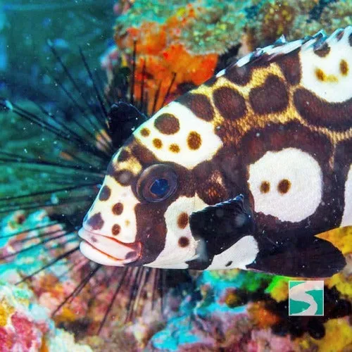 Diving Koh Samui - At beach for beginners