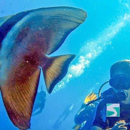 Diving Koh Samui - At beach for beginners