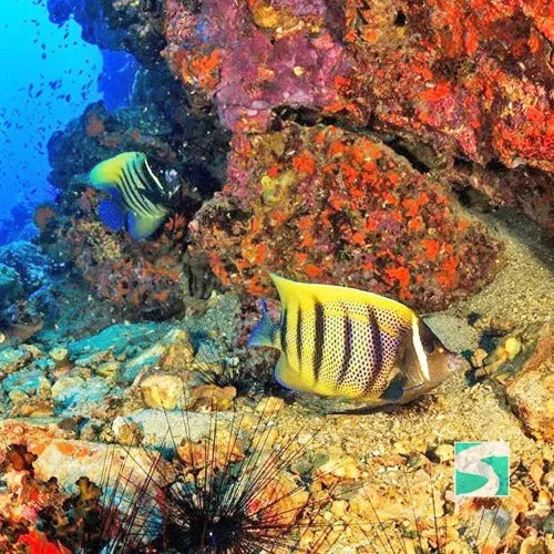 Diving Koh Samui - At beach for beginners