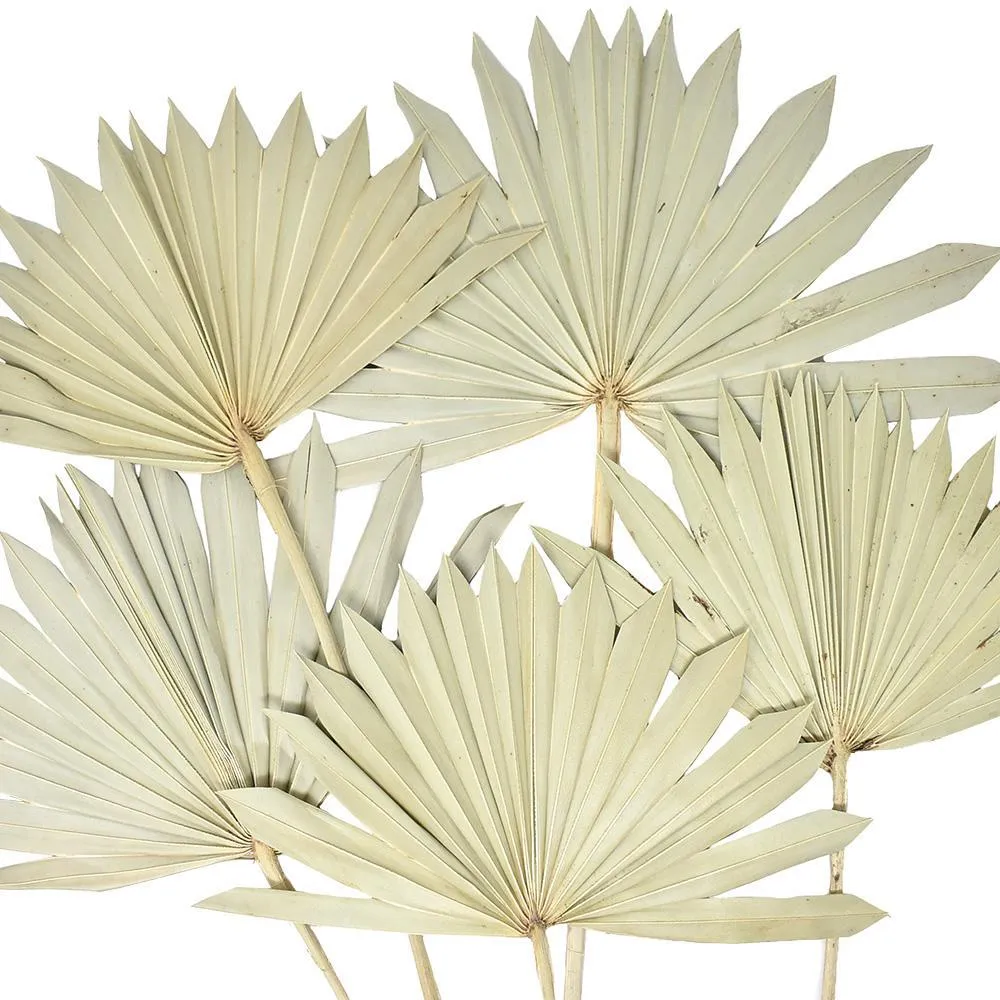 Dried Natural Sun Palm Leaves Bundles, 5-count