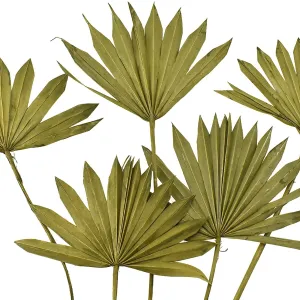 Dried Natural Sun Palm Leaves Bundles, 5-count