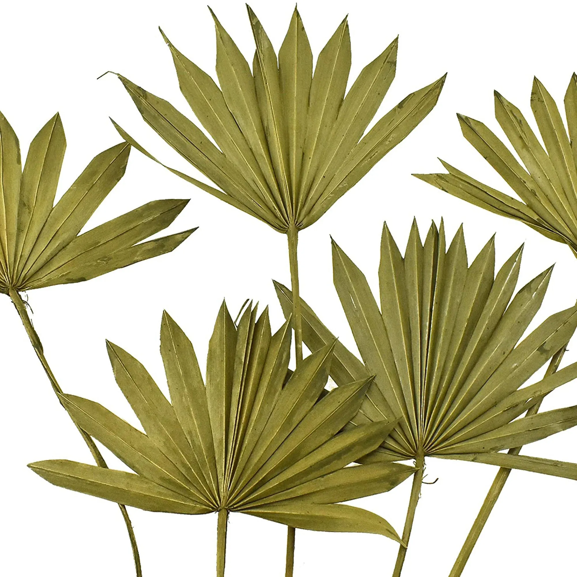 Dried Natural Sun Palm Leaves Bundles, 5-count