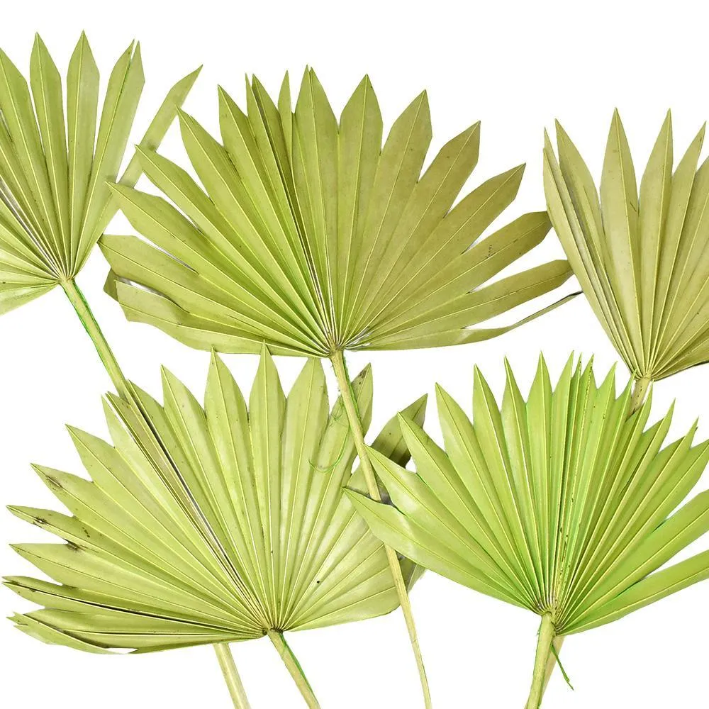 Dried Natural Sun Palm Leaves Bundles, 5-count