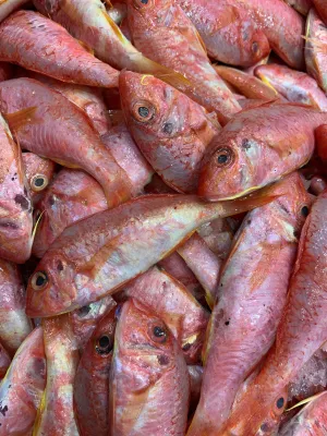 Fresh Australian Barbounia