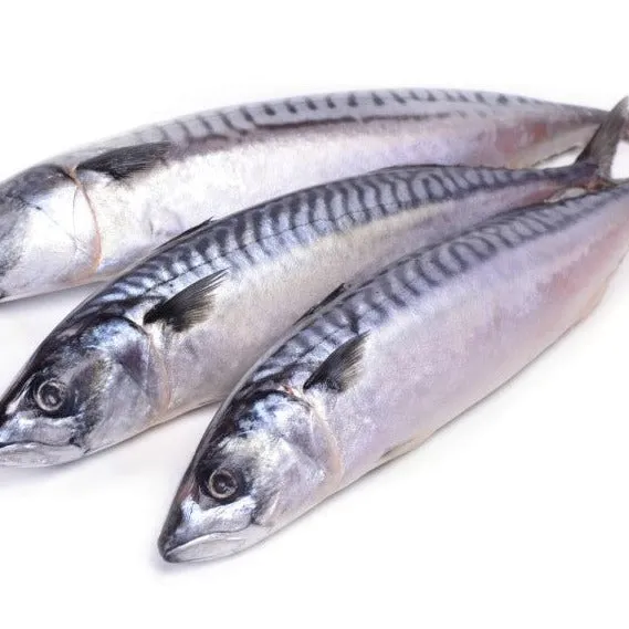 Mackerel