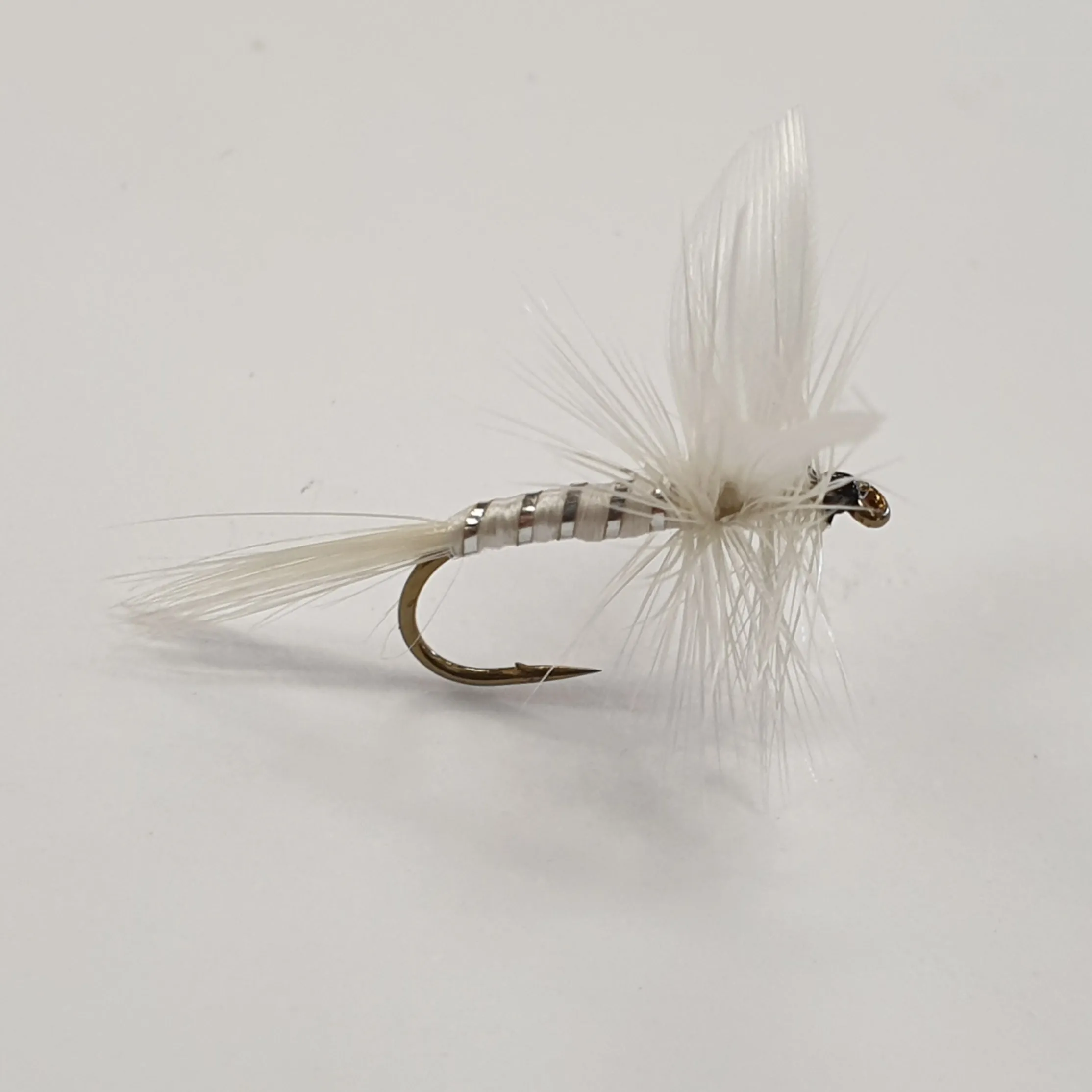 White Moth
