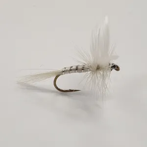 White Moth